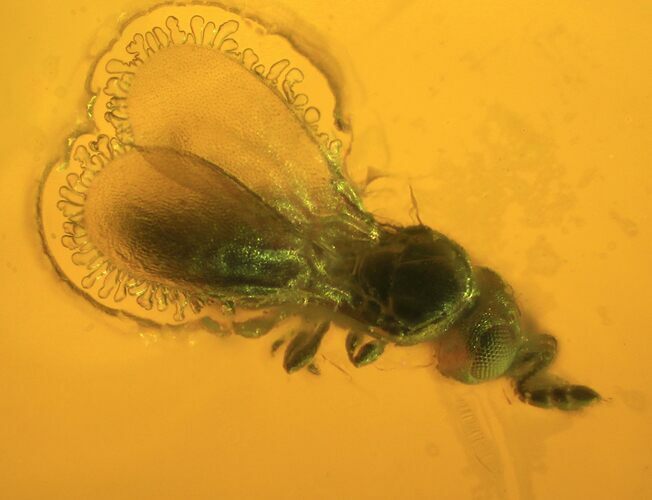 Detailed Fossil Wasp (Hymenoptera) In Baltic Amber #84636